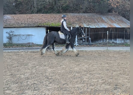 Cob, Ruin, 4 Jaar, 146 cm, Roan-Blue