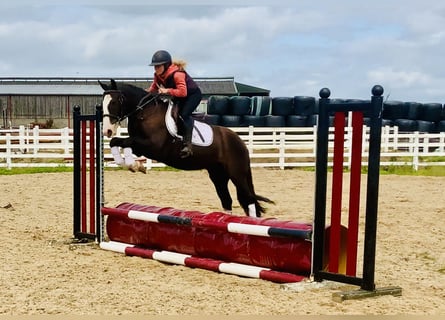 Cob, Ruin, 4 Jaar, 148 cm, Bruin