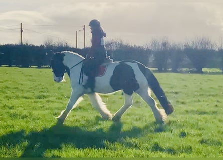 Cob, Ruin, 4 Jaar, 152 cm, Gevlekt-paard
