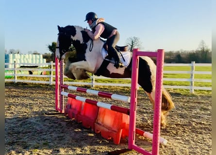 Cob, Ruin, 4 Jaar, 160 cm, Gevlekt-paard