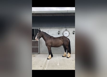 Cob, Ruin, 4 Jaar, 161 cm, Bruin