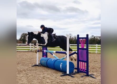 Cob, Ruin, 4 Jaar, 163 cm, Gevlekt-paard