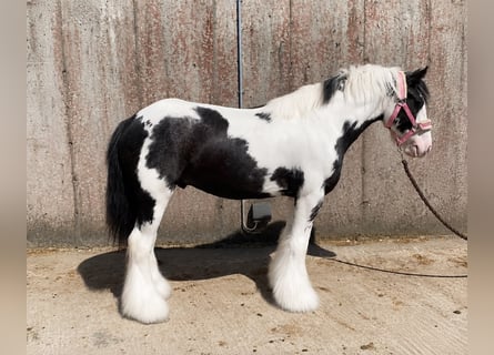 Cob, Ruin, 5 Jaar, 128 cm, Gevlekt-paard
