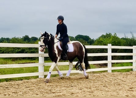 Cob, Ruin, 5 Jaar, 148 cm, Gevlekt-paard