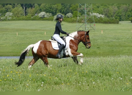 Cob, Ruin, 5 Jaar, 150 cm, Gevlekt-paard