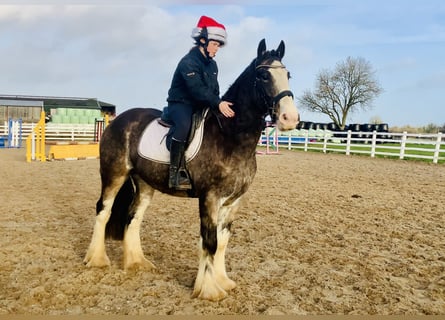 Cob, Ruin, 5 Jaar, 157 cm, Falbe