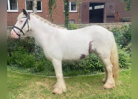 Cob, Ruin, 6 Jaar, 135 cm, Gevlekt-paard