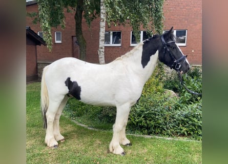 Cob, Ruin, 6 Jaar, 140 cm, Gevlekt-paard