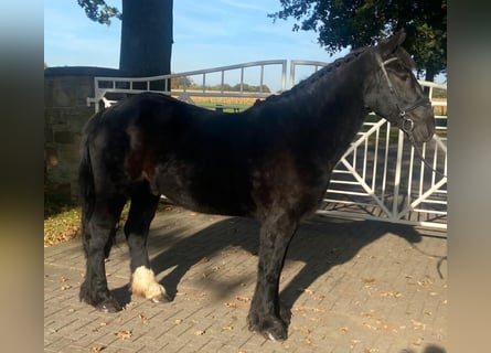 Cob, Ruin, 6 Jaar, 155 cm, Zwart