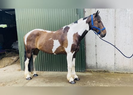 Cob, Ruin, 7 Jaar, 158 cm, Gevlekt-paard