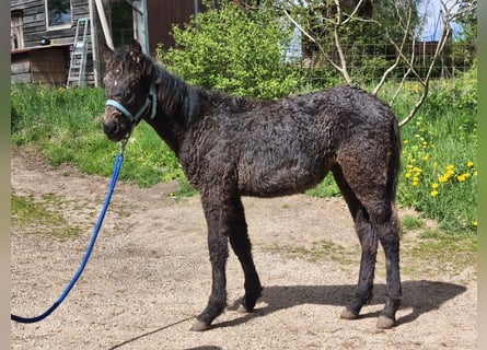 Cob, Stallion, Foal (01/2026), Black