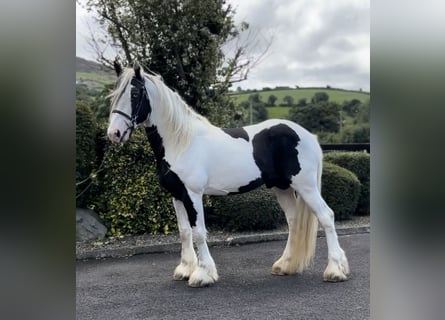 Cob, Stallone, 6 Anni, 170 cm, Pezzato