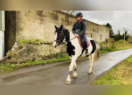 Cob, Sto, 11 år, 156 cm, Pinto