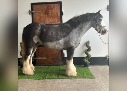 Cob, Sto, 5 år, 145 cm, Konstantskimmel