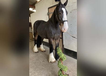 Cob, Sto, 5 år, 155 cm, Brun