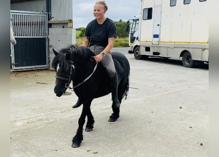 Cob, Sto, 7 år, 123 cm, Svart