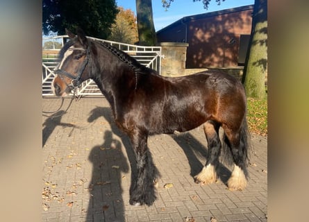 Cob, Stute, 10 Jahre, 140 cm, Brauner