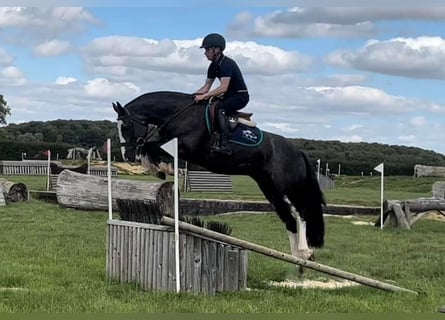 Cob, Stute, 11 Jahre, 140 cm