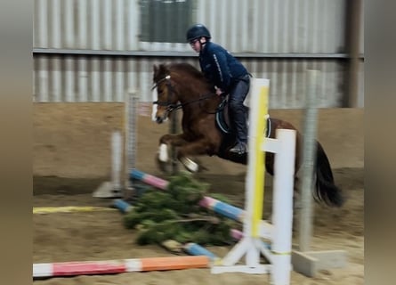 Cob, Stute, 5 Jahre, 137 cm, Dunkelfuchs