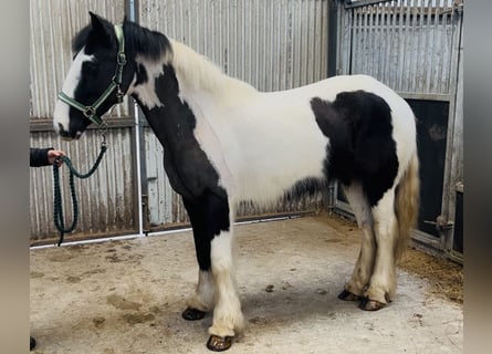 Cob, Stute, 5 Jahre, 143 cm, Schecke