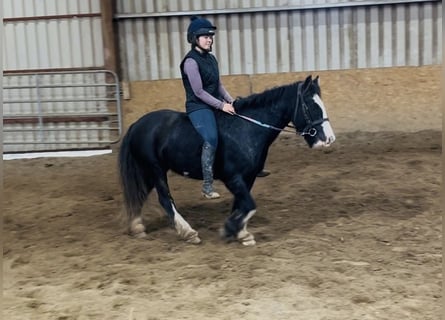 Cob, Stute, 6 Jahre, 136 cm, Rappe