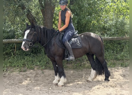 Cob Mix, Stute, 6 Jahre, 140 cm, Rappe