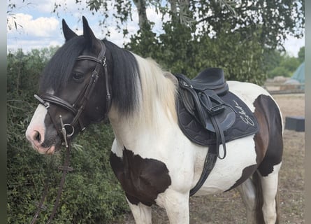 Cob Mix, Stute, 6 Jahre, 145 cm, Tobiano-alle-Farben