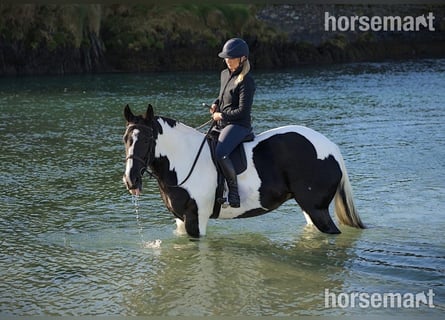 Cob, Stute, 6 Jahre, 160 cm, Tobiano-alle-Farben