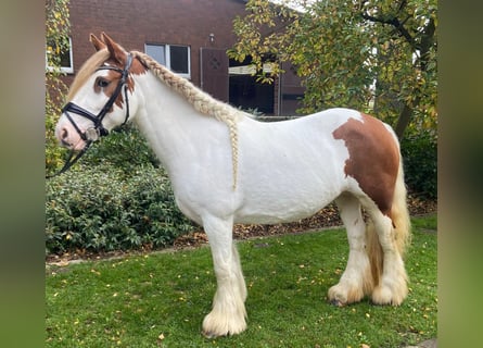 Cob, Stute, 8 Jahre, 147 cm, Schecke