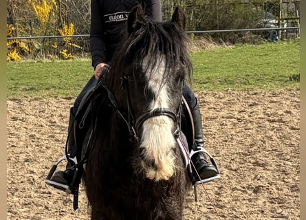 Cob, Stute, 9 Jahre, 134 cm, Rappe