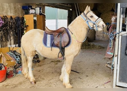 Cob, Valack, 5 år, 130 cm, Palomino