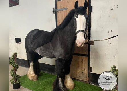 Cob, Valack, 5 år, 142 cm, Svart
