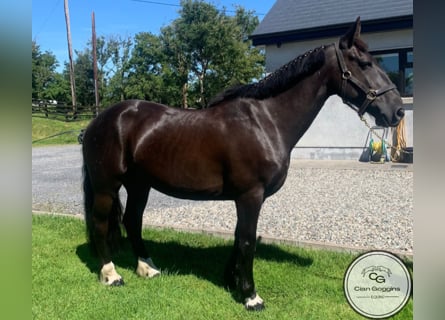 Cob, Valack, 8 år, 152 cm, Svart