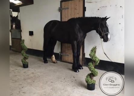 Cob, Valack, 9 år, 152 cm, Svart