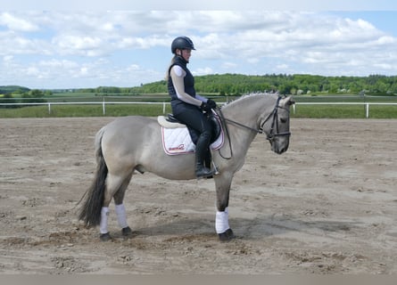Cob, Wałach, 10 lat, 141 cm, Grullo