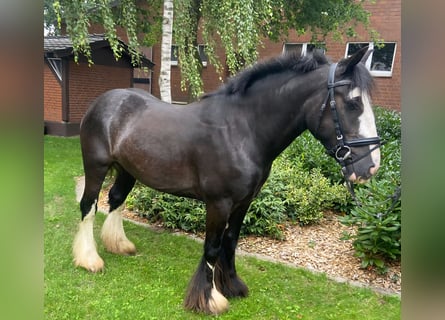Cob, Wałach, 4 lat, 143 cm, Kara