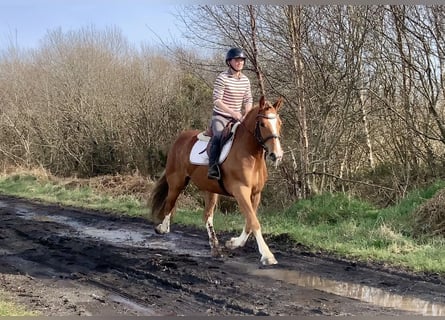Cob Mix, Wałach, 4 lat, 154 cm, Ciemnokasztanowata