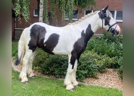 Cob, Wałach, 4 lat, 155 cm, Srokata