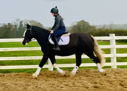 Cob, Wałach, 4 lat, 162 cm, Kara