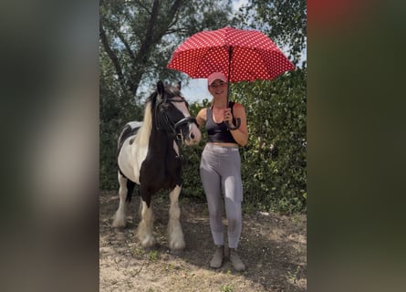 Cob Mix, Wałach, 5 lat, 128 cm, Tobiano wszelkich maści