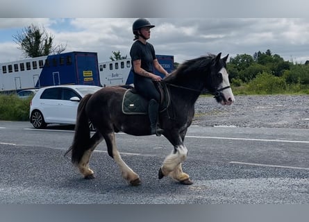 Cob, Wałach, 5 lat, 145 cm, Kara