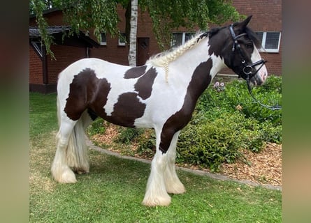 Cob, Wałach, 5 lat, 153 cm, Srokata