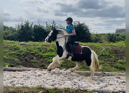 Cob, Wałach, 7 lat, 140 cm, Srokata