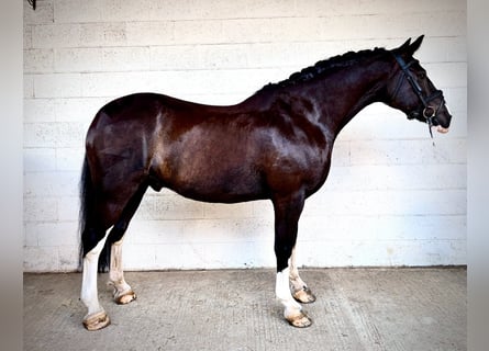 Cob Mix, Wałach, 8 lat, 158 cm, Kara