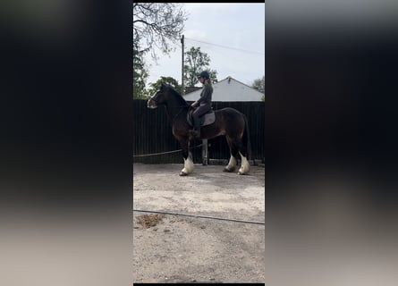 Cob, Wałach, 8 lat, 163 cm, Gniada