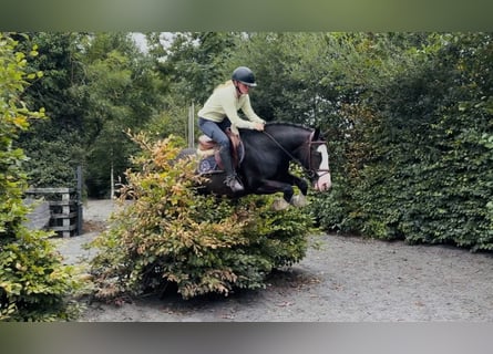 Cob, Wallach, 10 Jahre, 147 cm, Rappe