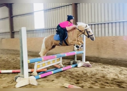 Cob, Wallach, 4 Jahre, 133 cm, Palomino