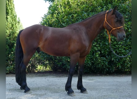 Cob, Wallach, 4 Jahre, 143 cm, Dunkelbrauner