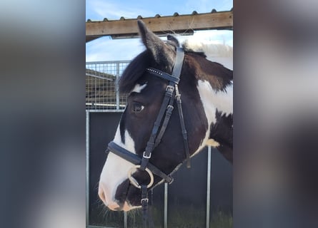 Cob, Wallach, 4 Jahre, 145 cm