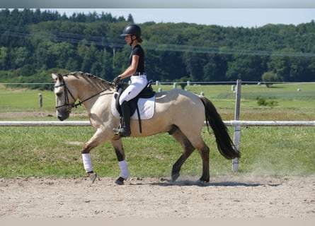 Cob, Wallach, 4 Jahre, 147 cm, Falbe